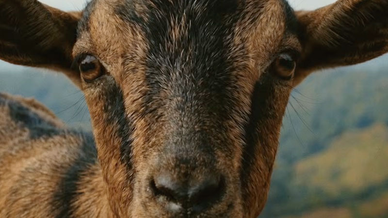 Closeup of a goat starring into the camera.